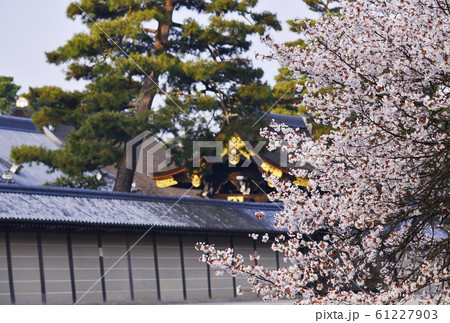桜咲く京都御苑　京都の桜の名所　京都御所の春の風景　京都観光スポット 61227903