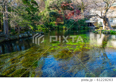 湧玉池　＜富士山本宮浅間大社　静岡県富士宮市＞ 61228263