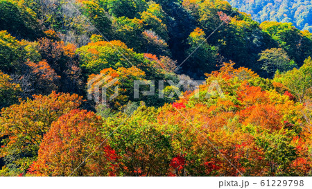 笹ヶ峰高原・秋 61229798