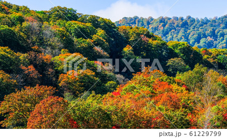 笹ヶ峰高原・秋 61229799