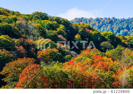 笹ヶ峰高原・秋 61229800