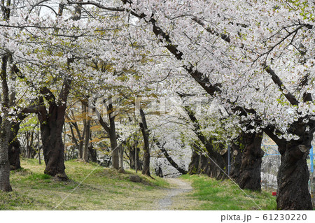 山形県上山市北町弁天　みゆき公園の桜並木 61230220