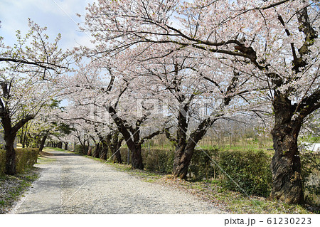 山形県上山市北町弁天　みゆき公園の桜並木 61230223