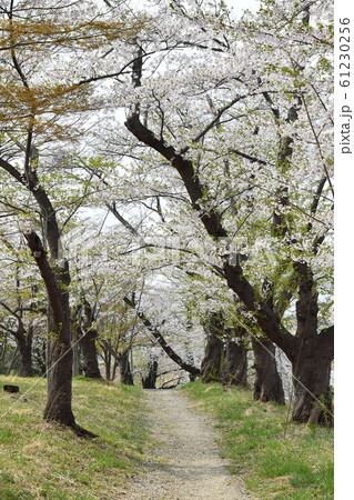 山形県上山市北町弁天 みゆき公園の桜並木 山形県上山市北町弁天 みゆき公園の桜並木 61230256
