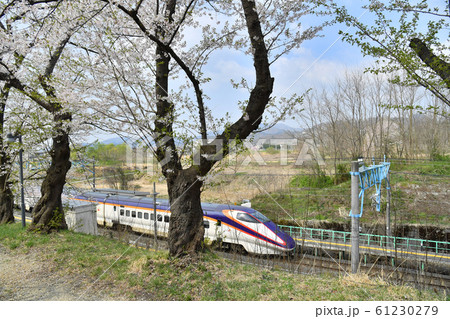 山形県上山市北町弁天　みゆき公園の桜と山形新幹線 61230279