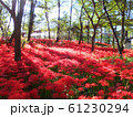 曼珠沙華 61230294