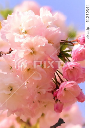 ピンクの八重桜 61230344