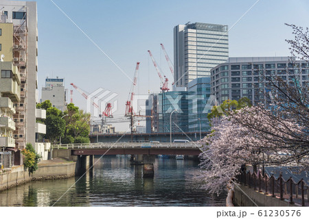 【大岡川　染井吉野】 61230576