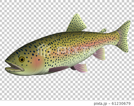 Rainbow Trout Illustration 3d Stock Illustration
