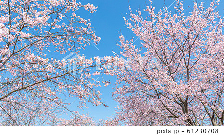 満開の桜と青空　安行寒桜 61230708