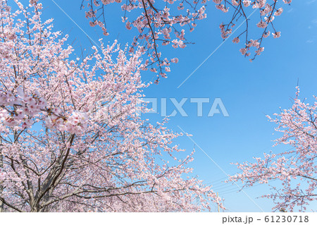 満開の桜と青空　安行寒桜 61230718