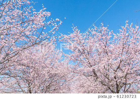 満開の桜と青空　安行寒桜 61230723