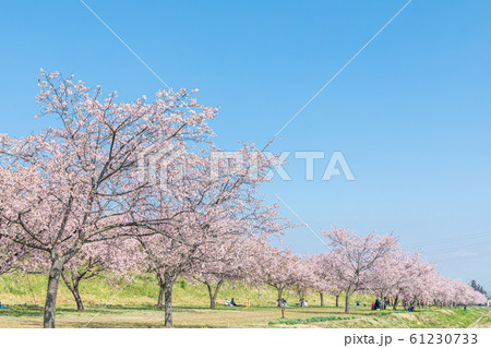 満開の桜と青空　安行寒桜 61230733
