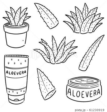 vector set of aloe vera and aloe vera product vector set of aloe vera and aloe vera product 61230919