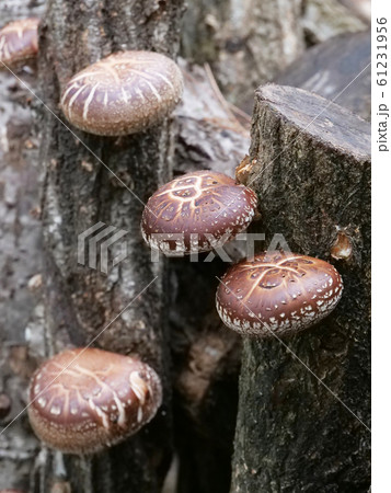 椎茸 椎茸 61231956