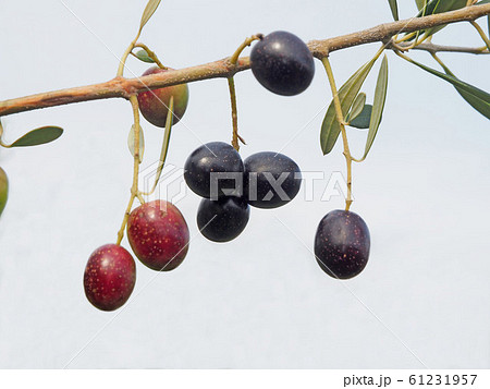 オリーブの実 オリーブの実 61231957