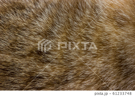 Cat fur close up background texture. Cat fur close up background texture. 61233748