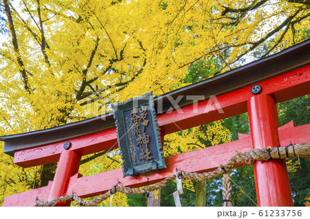 京都 岩戸落葉神社(いわとおちばじんじゃ)の銀杏 京都 岩戸落葉神社(いわとおちばじんじゃ)の銀杏 61233756