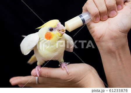 cockatiel hand feeding food