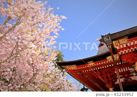 神社境内に咲く満開の塩釜桜 神社境内に咲く満開の塩釜桜 61233952