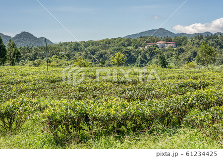 rural scenery of tea farm at Yuchi rural scenery of tea farm at Yuchi 61234425