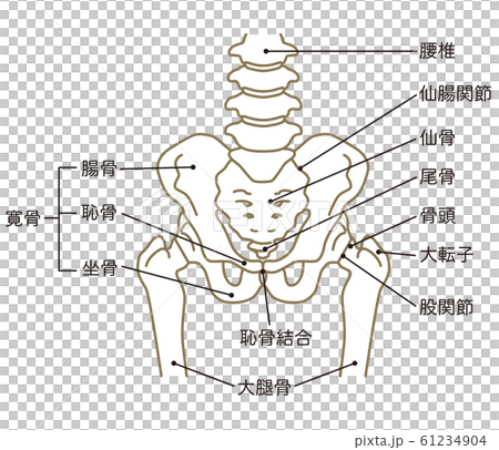 骨盆 骨盆 61234904