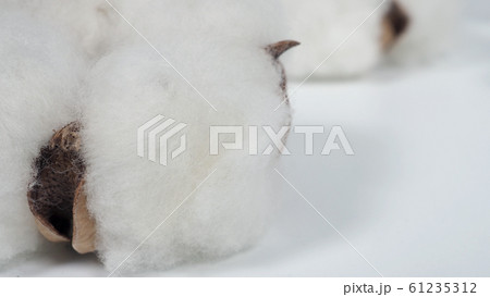 Close-up macro images of cotton flowers in studio shot which represent softness fluffy texture and gentle to skin and material for making dress such as T-shirt or denim jeans or for beauty industry. Close-up macro images of cotton flowers in studio shot which represent softness fluffy texture and gentle to skin and material for making dress such as T-shirt or denim jeans or for beauty industry. 61235312