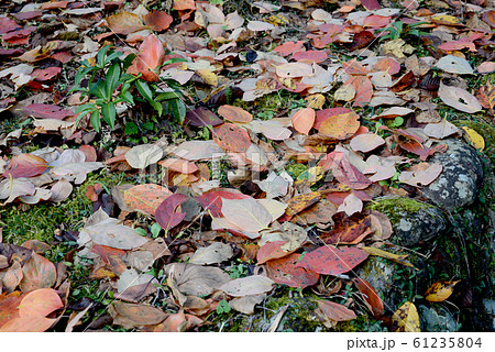 晩秋の落葉 晩秋の落葉 61235804