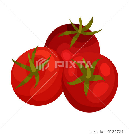 Fresh Ripe Red Tomato, Organic Healthy Vegetable Vector Illustration 61237244