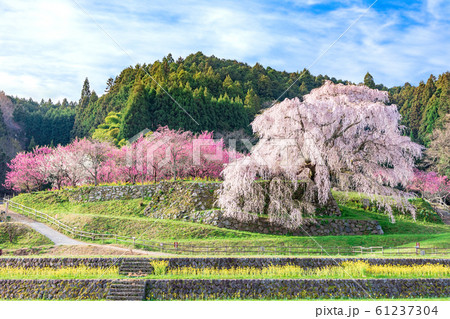 本郷の瀧桜 又兵衛桜 奈良県宇陀市 本郷の瀧桜 又兵衛桜 奈良県宇陀市 61237304