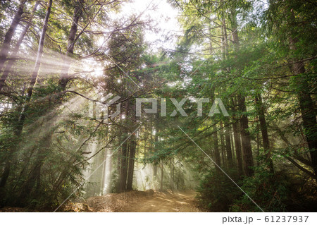 Sunny beams Sunny beams 61237937