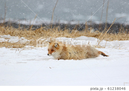 大雪の原野に腹這うキタキツネ 大雪の原野に腹這うキタキツネ 61238046