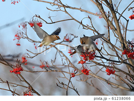 ヒレンジャク 61238066