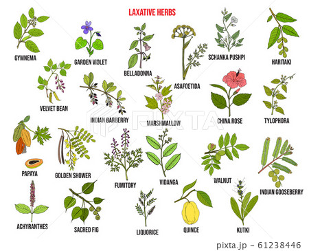 Best laxative herbs 61238446