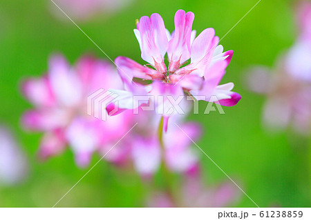 蓮華の花 61238859