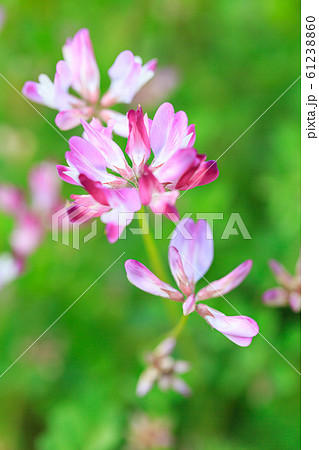 蓮華の花 61238860