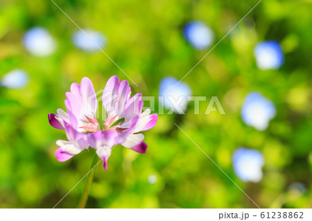 蓮華の花 61238862