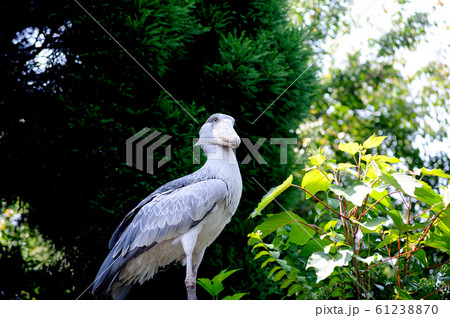 ハシビロコウ ハシビロコウ 61238870