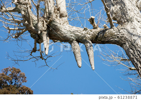 乳頭下垂 61238871