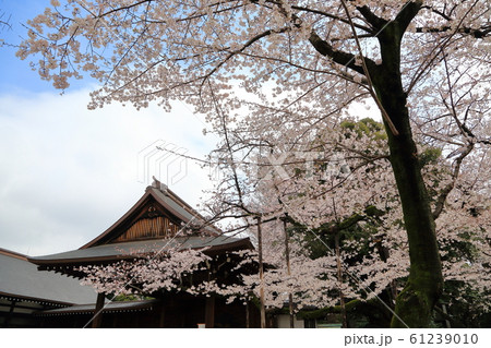 靖国神社 さくらまつり 靖国神社 さくらまつり 61239010