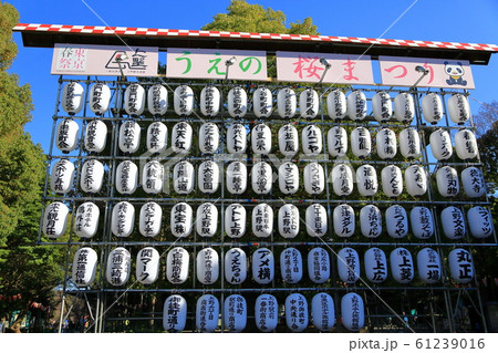 上野公園 桜まつり 上野公園 桜まつり 61239016