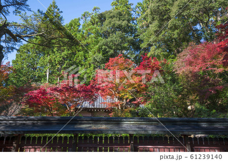京都 神護寺の紅葉 京都 神護寺の紅葉 61239140