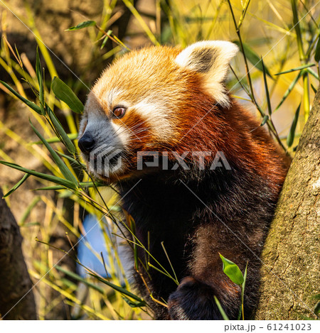 The red panda, Ailurus fulgens, also called the 61241023