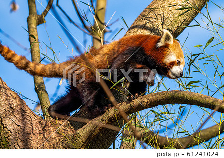 The red panda, Ailurus fulgens, also called the 61241024
