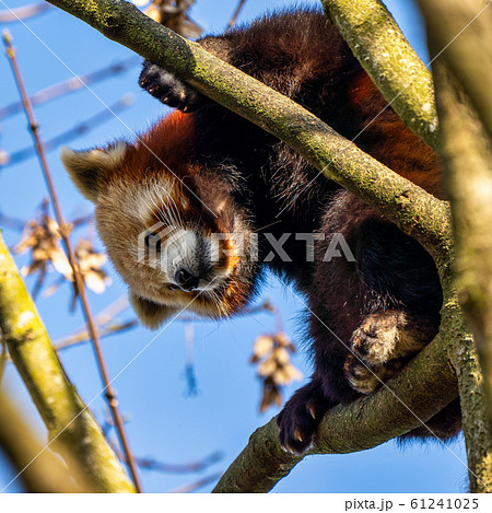 The red panda, Ailurus fulgens, also called the The red panda, Ailurus fulgens, also called the 61241025