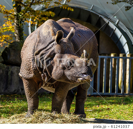 The Indian Rhinoceros, Rhinoceros unicornis aka 61241037