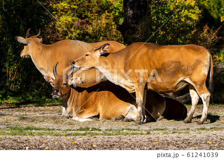 Banteng, Bos javanicus or Red Bull is a type of 61241039