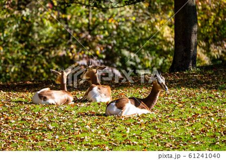 Dama gazelle, Gazella dama mhorr or mhorr gazelle Dama gazelle, Gazella dama mhorr or mhorr gazelle 61241040