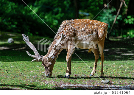 The fallow deer, Dama mesopotamica is a ruminant 61241064