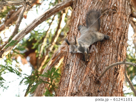 エゾリス 61241101